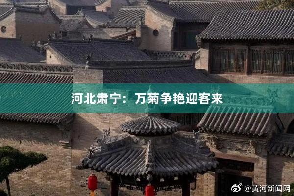 河北肃宁：万菊争艳迎客来